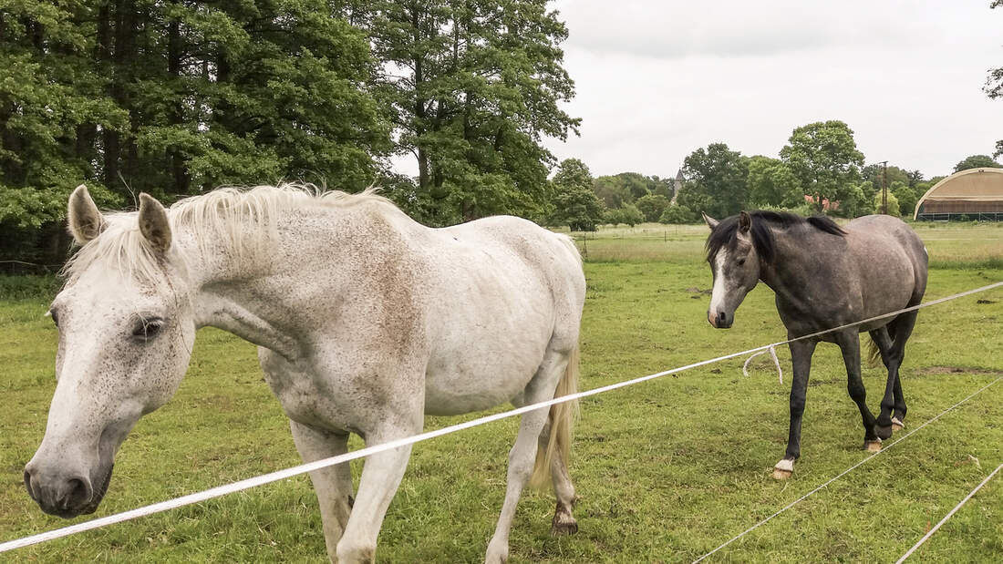 CAV Reitschultest Altmark Neulingen 2