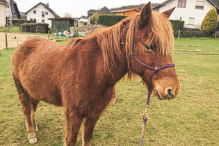 CAV Reitschultest Bergisches Land 12 Oaks Ranch 1