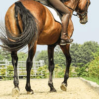CAV Reittraining 4