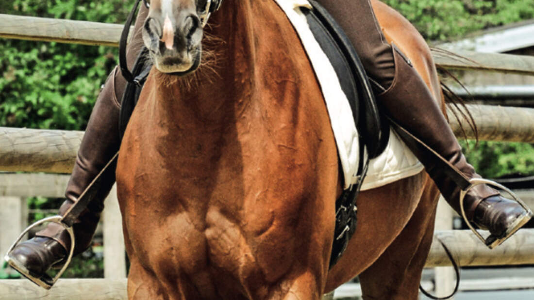 CAV Reittraining 8