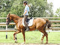 CAV Reittraining Tempo B