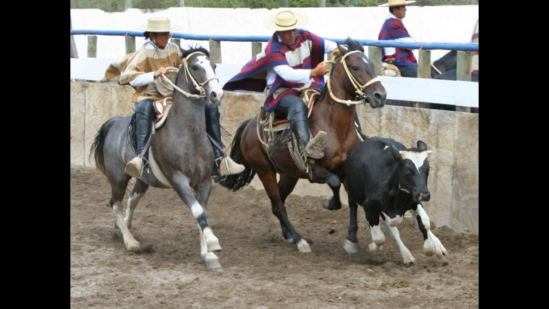 CAV Rodeo Chileno Caballo Chileno Rasse