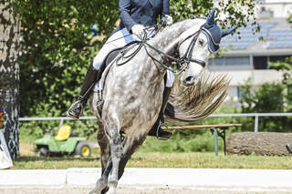 CAV Rollkur 20 B