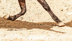CAV Sand Reitplatz