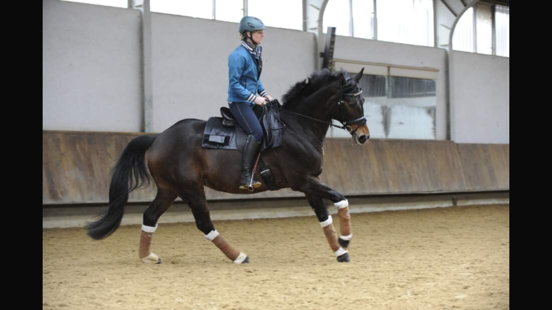 CAV Sattel Dressur Test Annette Stevenson