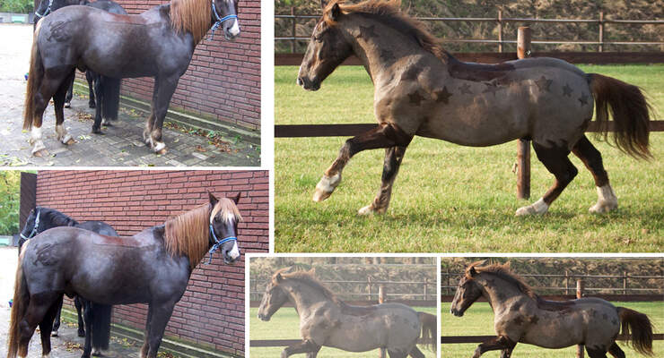 Pferdefrisuren Die Schonsten Motive Unserer Leser Cavallo De