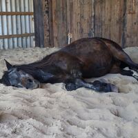 CAV Schlafende Pferde Leserfotos Nicole