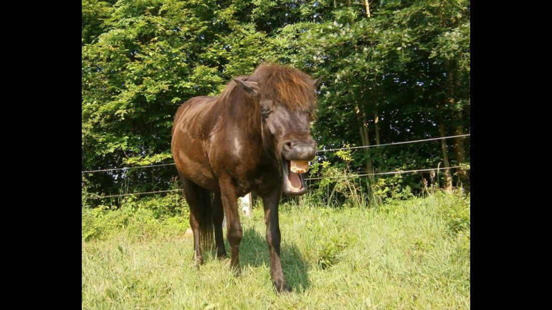 CAV Schräg Witzig Skuril aus der Pferdewelt Pferdefotos MS Isländer