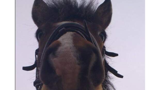 CAV Schräge Pferdefotos Brauner Kopf