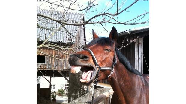 CAV Schräge Pferdefotos Gähnen Pferd Brauner