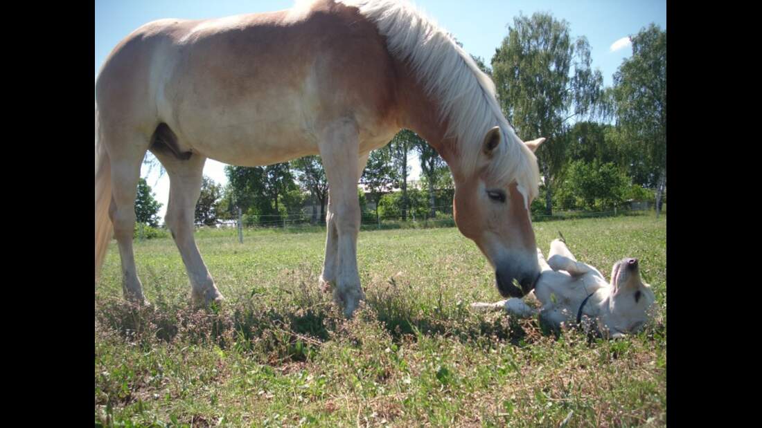 CAV Schräge Pferdefotos Haflinger Hund