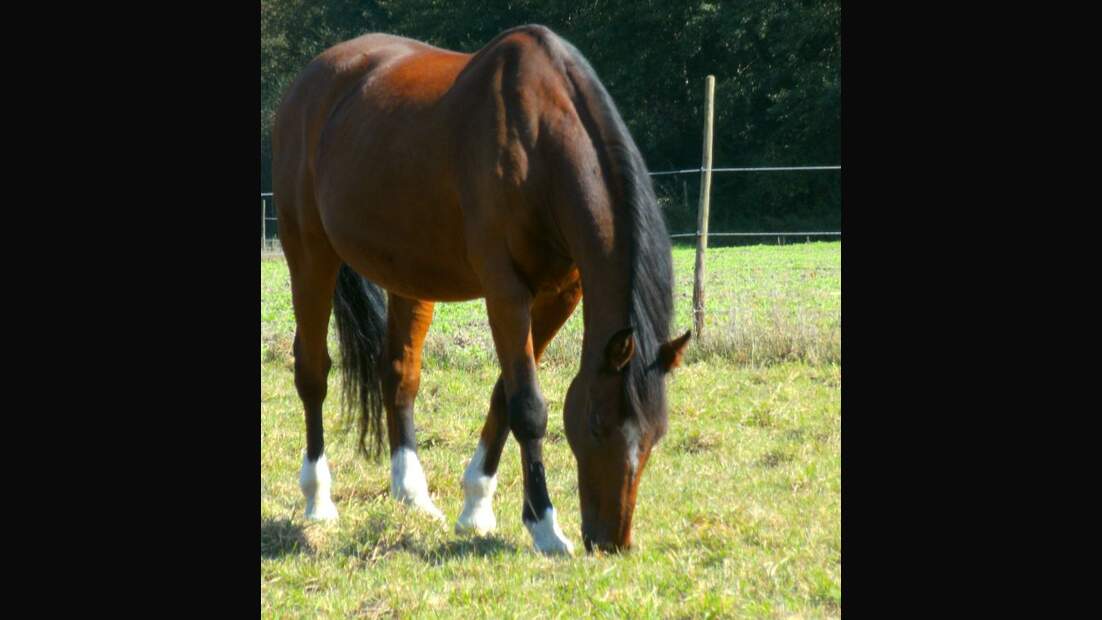 CAV Senioren Gnadenbrotpferde Rentner-Pferde Hauschel