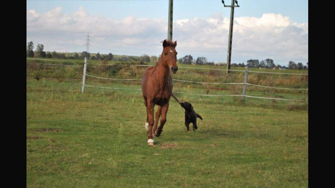 CAV Senioren Gnadenbrotpferde Rentner-Pferde Hofmann
