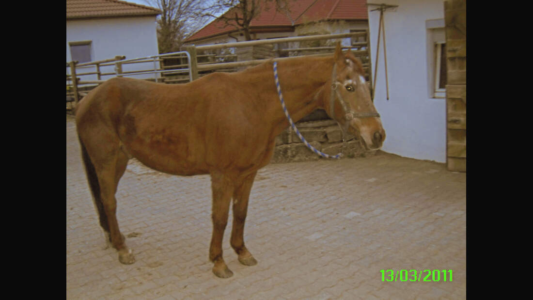 CAV Senioren Gnadenbrotpferde Rentner-Pferde Schoch