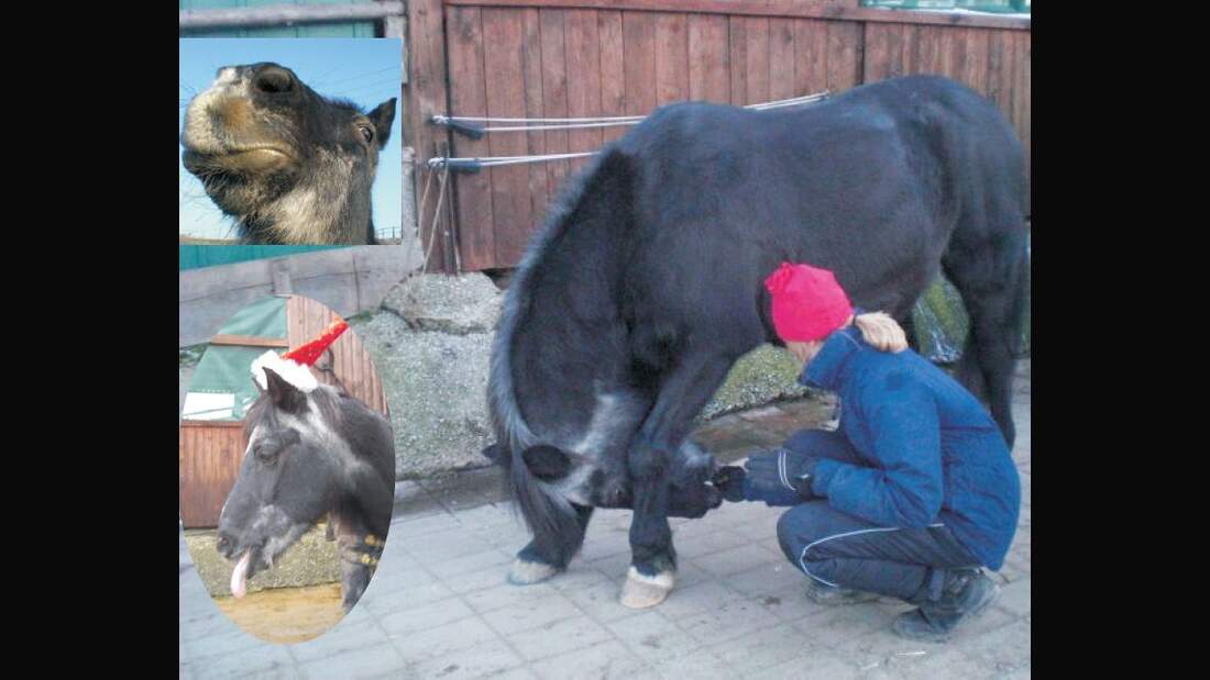 CAV Senioren Pferdesenioren alte Pferde MS Bayard