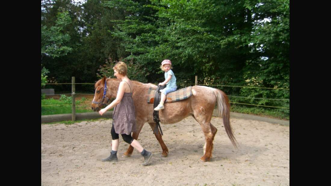 CAV Senioren Pferdesenioren alte Pferde MS Candy Welsh-B