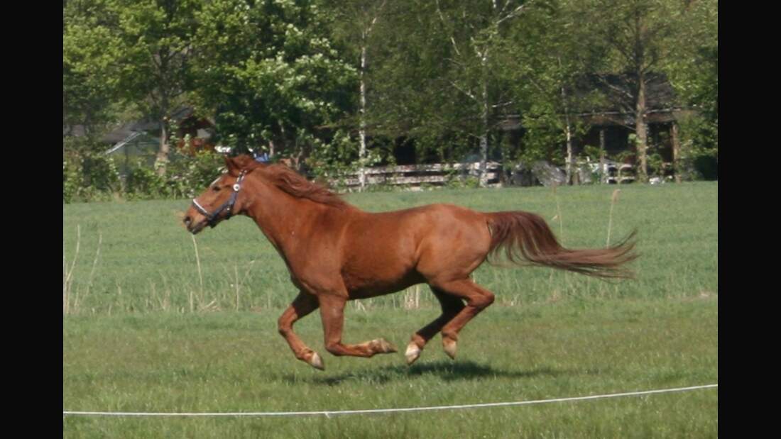 CAV Senioren Pferdesenioren alte Pferde MS Charly