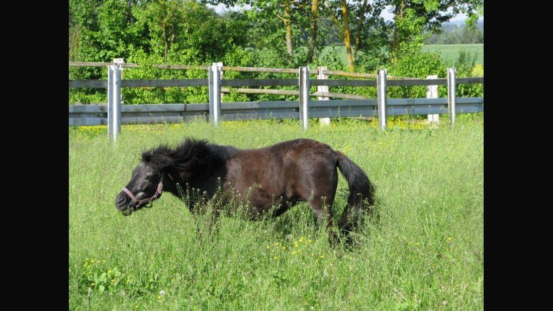CAV Senioren Pferdesenioren alte Pferde MS Collie