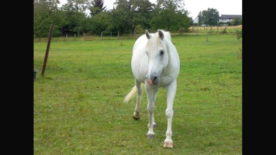 CAV Senioren Pferdesenioren alte Pferde MS Darling