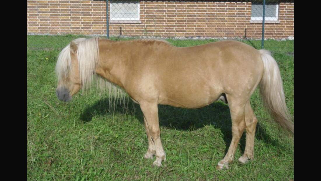 CAV Senioren Pferdesenioren alte Pferde MS Fez