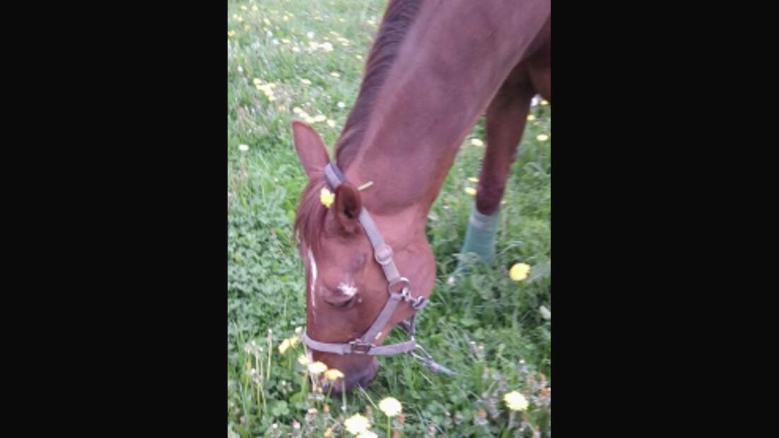 CAV Senioren Pferdesenioren alte Pferde MS Filou