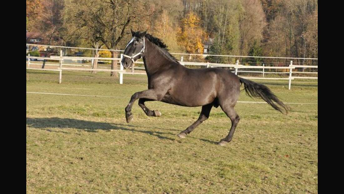 CAV Senioren Pferdesenioren alte Pferde MS Franz Kladruber