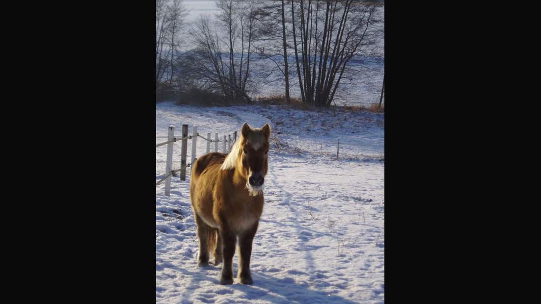 CAV Senioren Pferdesenioren alte Pferde MS Franzi