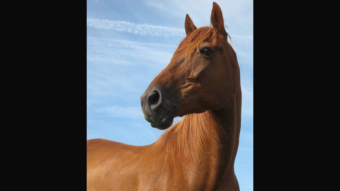 CAV Senioren Pferdesenioren alte Pferde MS Fuchsi