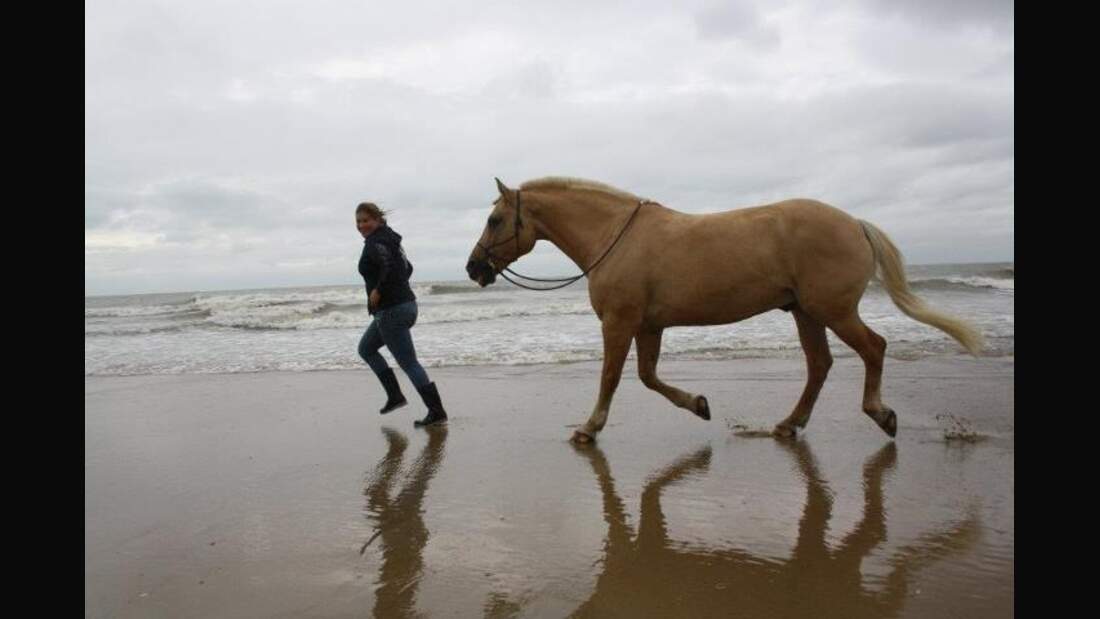 CAV Senioren Pferdesenioren alte Pferde MS Haflinger Momo