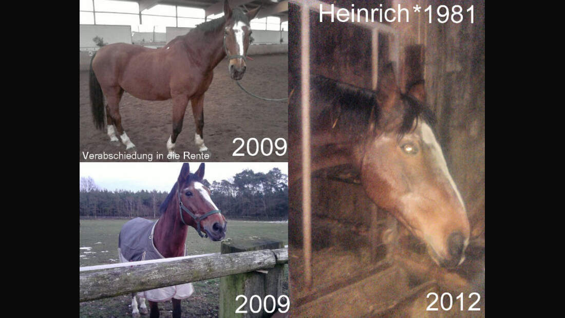 CAV Senioren Pferdesenioren alte Pferde MS Hannoveraner Heinrich