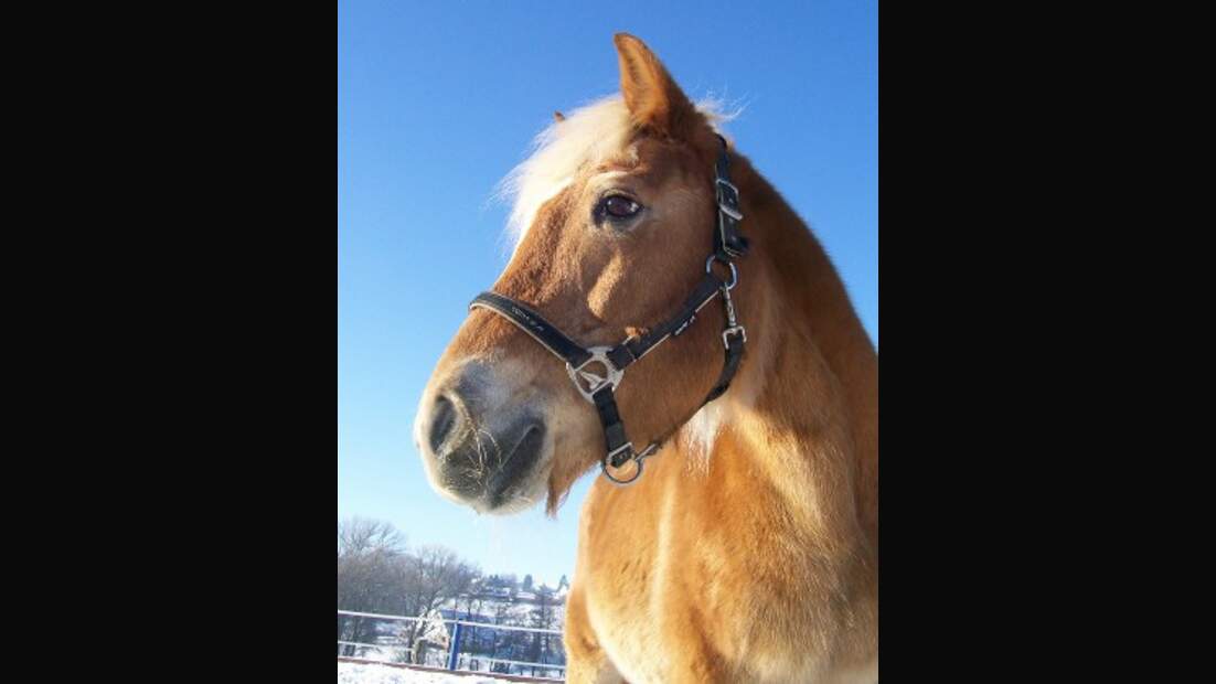 CAV Senioren Pferdesenioren alte Pferde MS Lisa