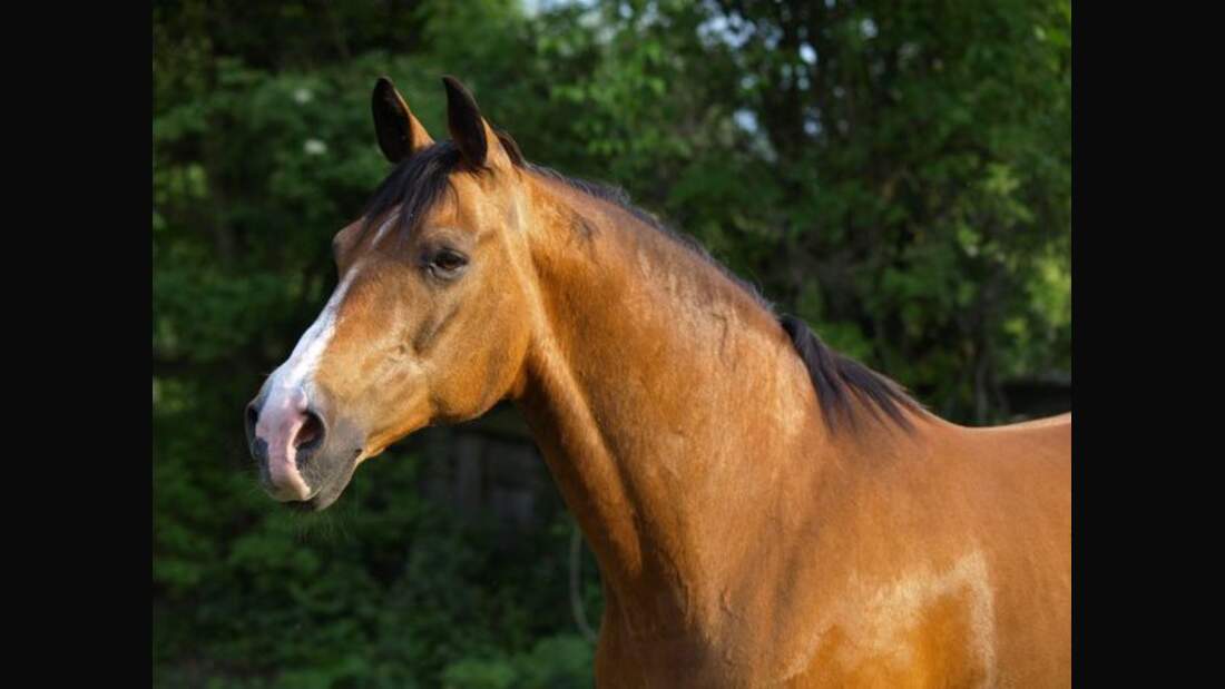 CAV Senioren Pferdesenioren alte Pferde MS Magic