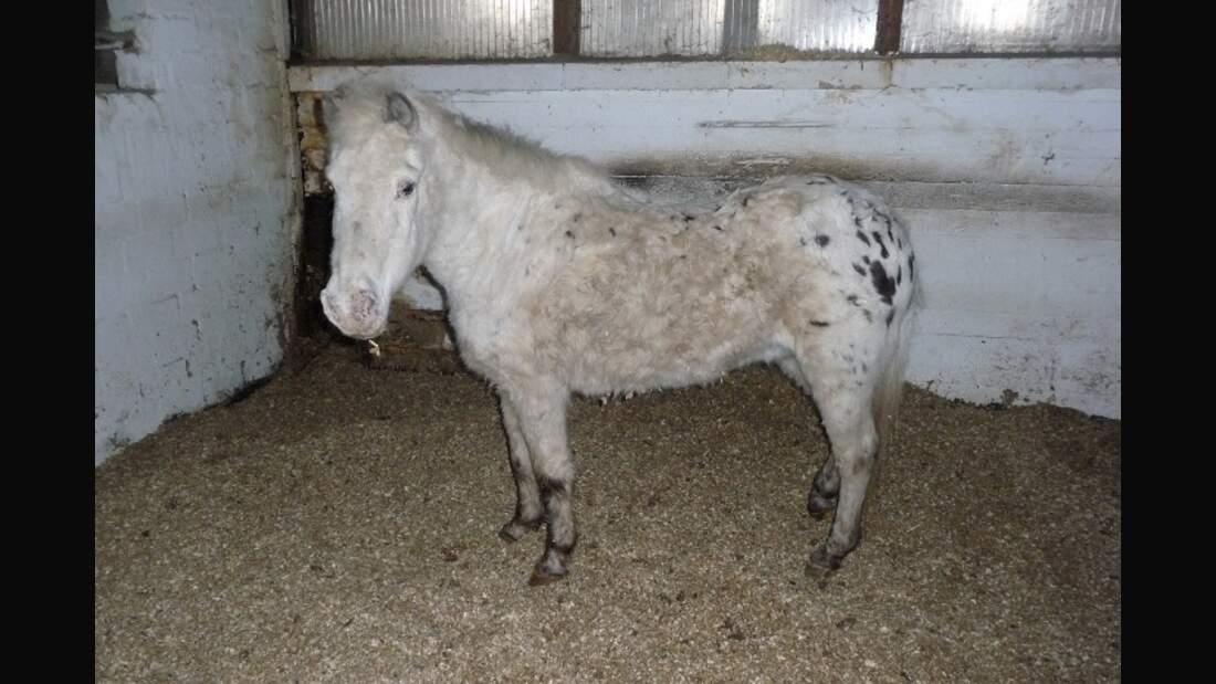 CAV Senioren Pferdesenioren alte Pferde MS Marina