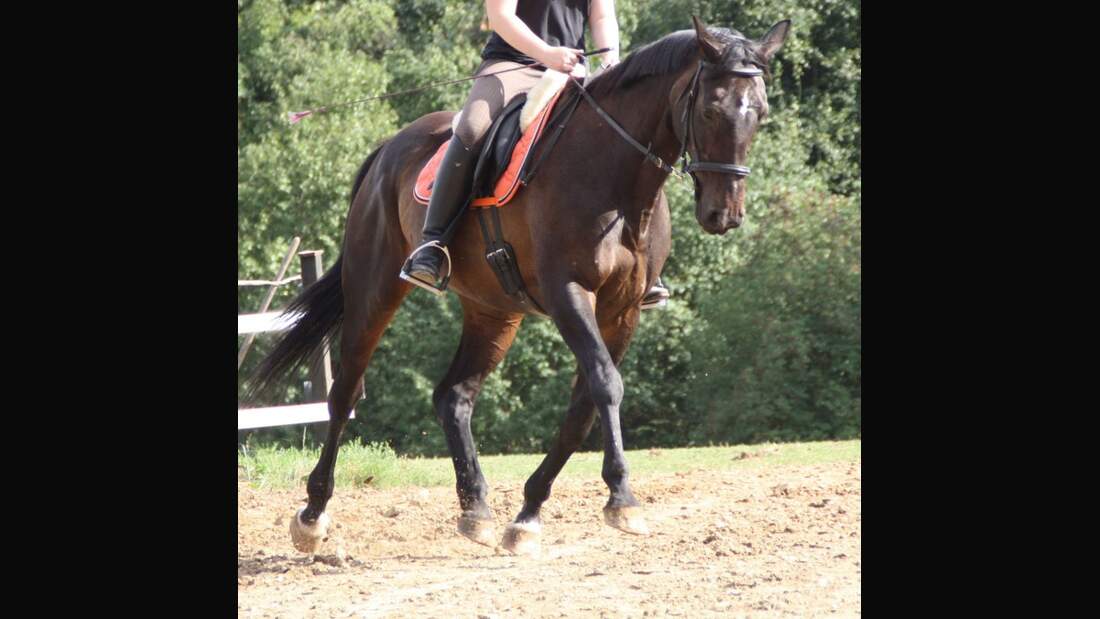 CAV Senioren Pferdesenioren alte Pferde MS Mon Cherie