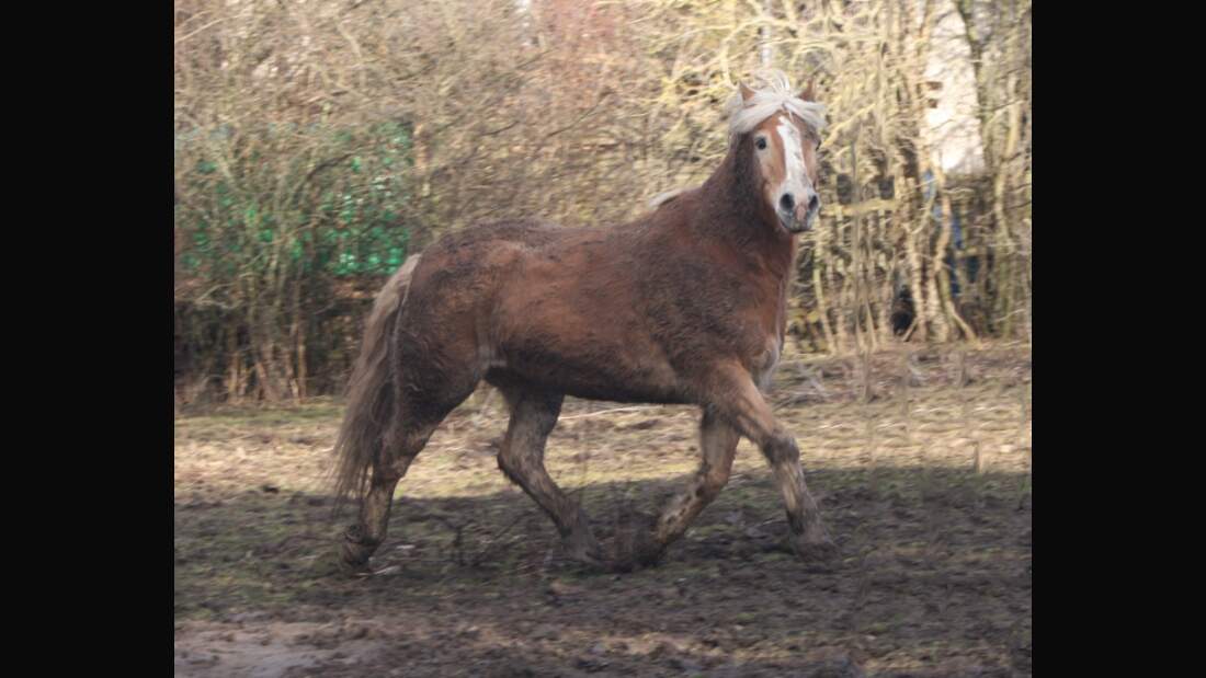 CAV Senioren Pferdesenioren alte Pferde MS Mon Hannes