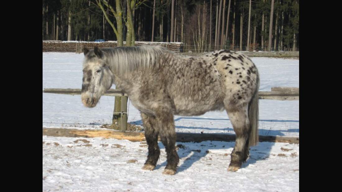 CAV Senioren Pferdesenioren alte Pferde MS Pony Jopi