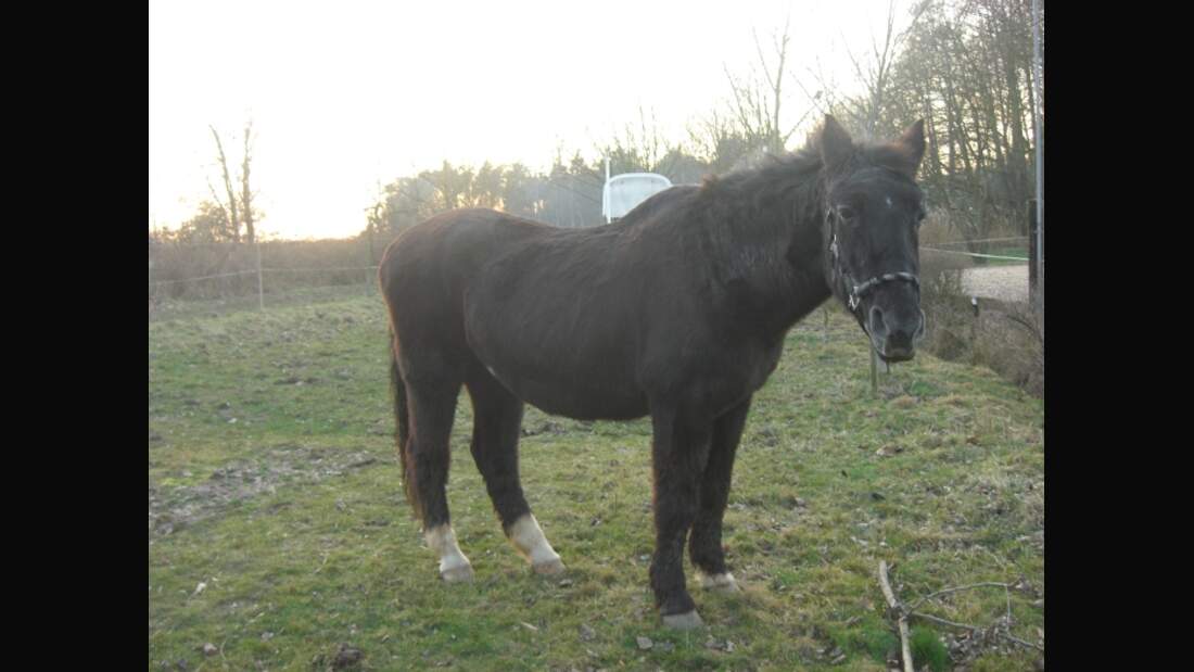 CAV Senioren Pferdesenioren alte Pferde MS Rheinländer-Stute Sissi