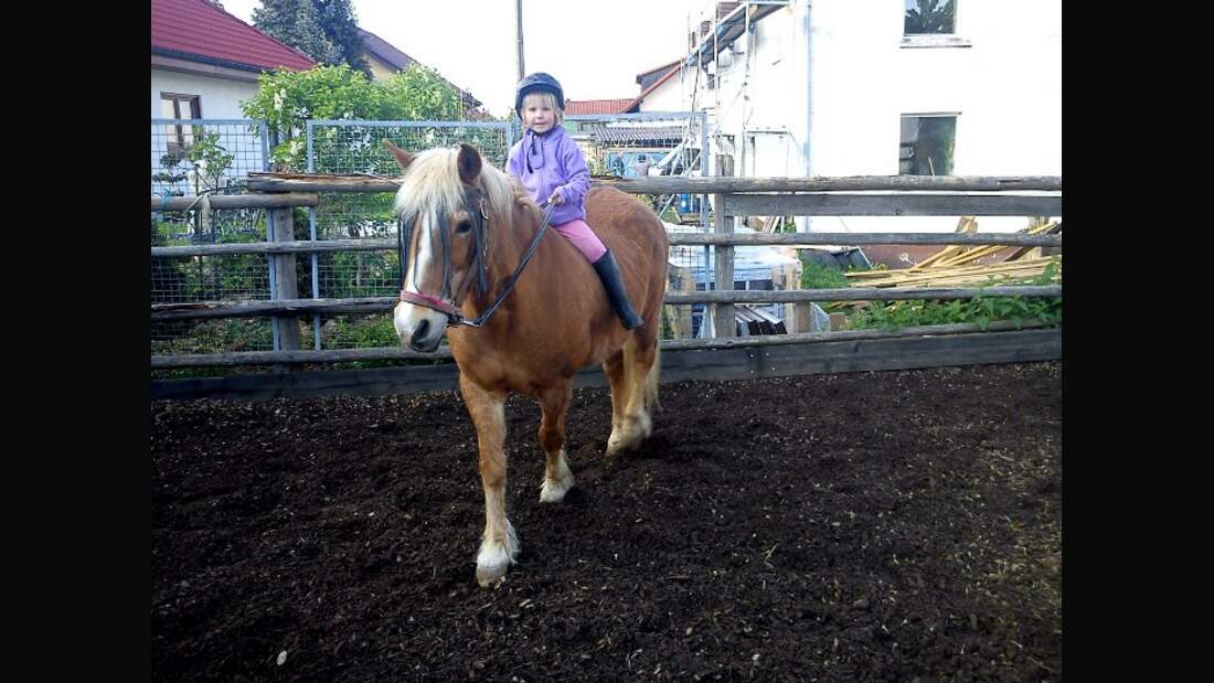 CAV Senioren Pferdesenioren alte Pferde MS Ronja Haflinger