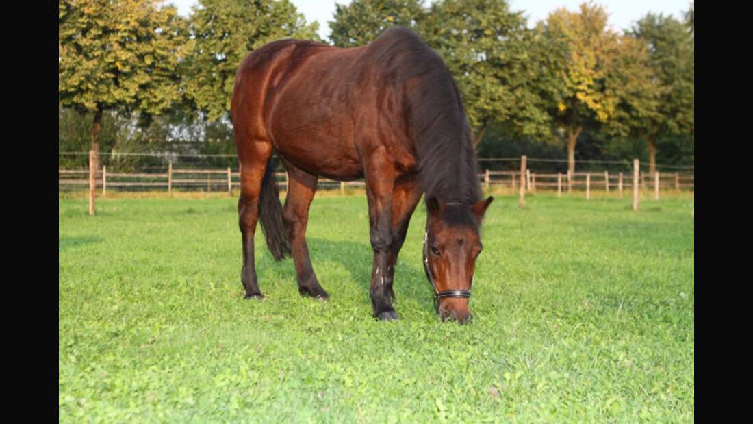 CAV Senioren Pferdesenioren alte Pferde MS Thriller