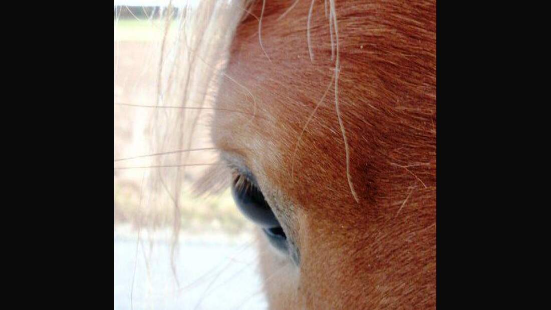 CAV Senioren Pferdesenioren alte Pferde MS Zwifal Haflinger