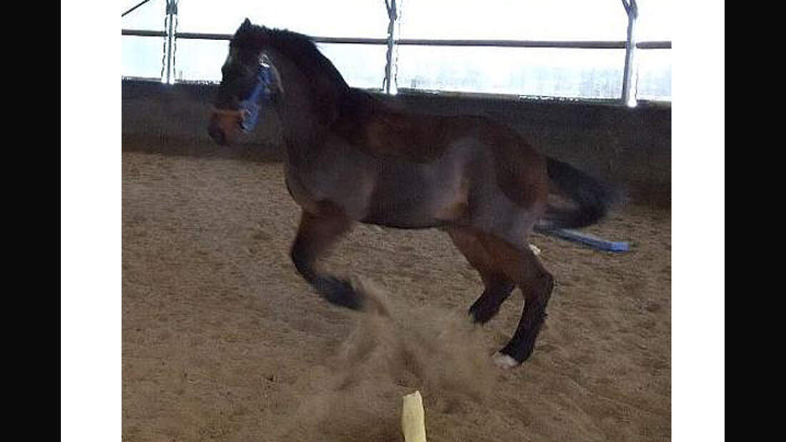 CAV Senioren Rentner Pferdesenioren alte Pferde 2