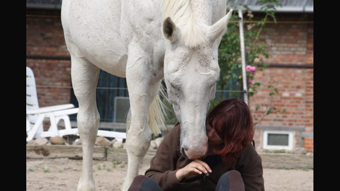 CAV Senioren Rentner Pferdesenioren alte Pferde 3