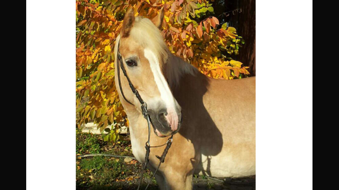 CAV Senioren Rentner Pferdesenioren alte Pferde 4