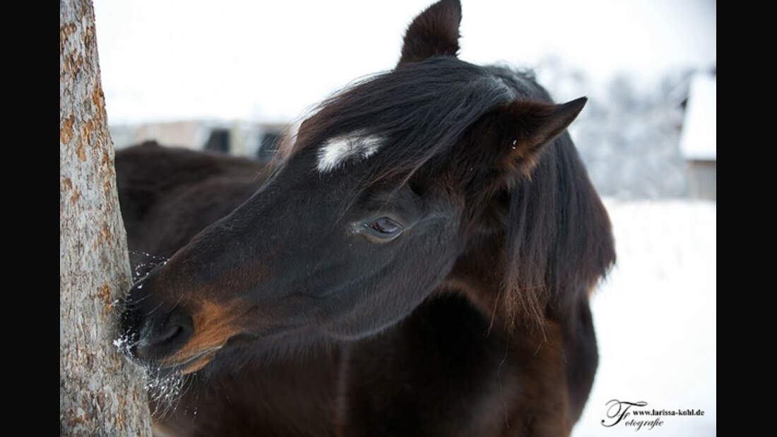 CAV Senioren Rentner Pferdesenioren alte Pferde 5