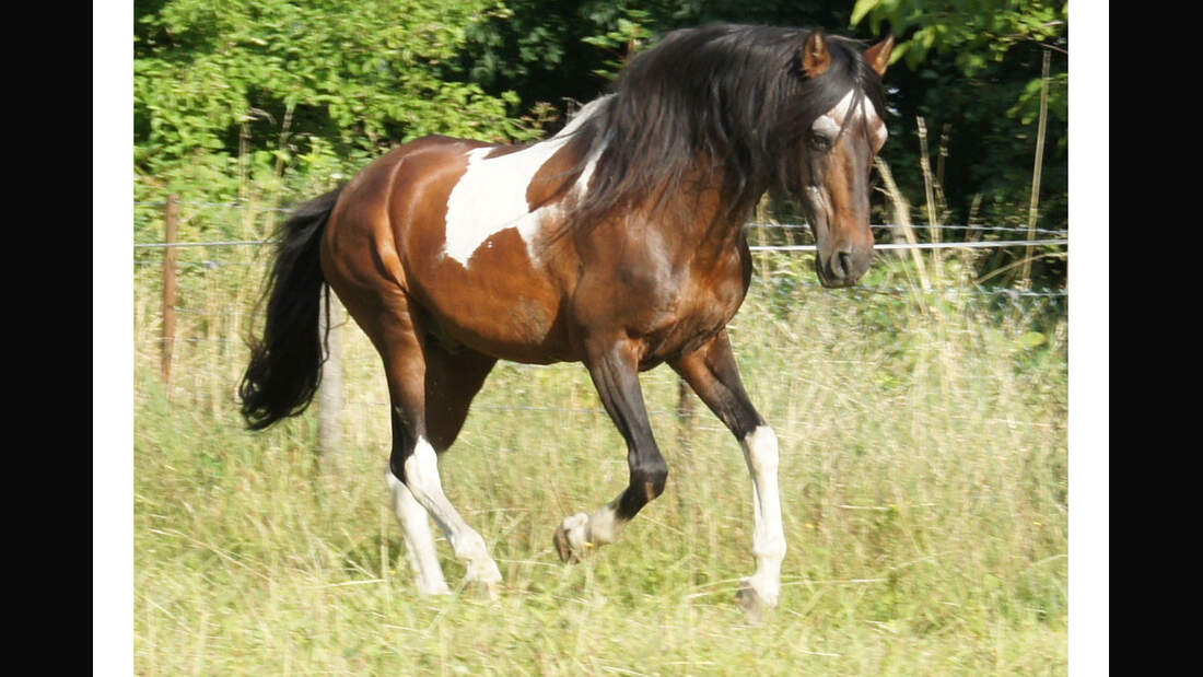CAV-Senioren-Rentner-Pferdesenioren-alte-Pferde-Anja-Kury