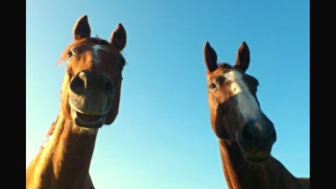 CAV-Senioren-Rentner-Pferdesenioren-alte-Pferde-Anne-Bachmann