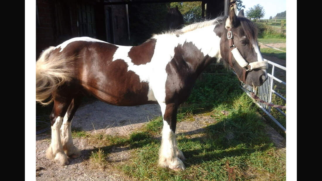 CAV-Senioren-Rentner-Pferdesenioren-alte-Pferde-Barbara-Haehn