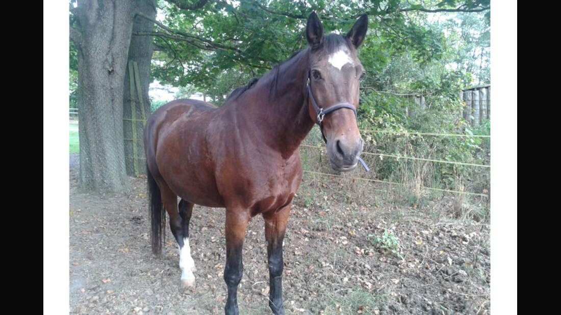CAV-Senioren-Rentner-Pferdesenioren-alte-Pferde-Birgit-Warneboldt