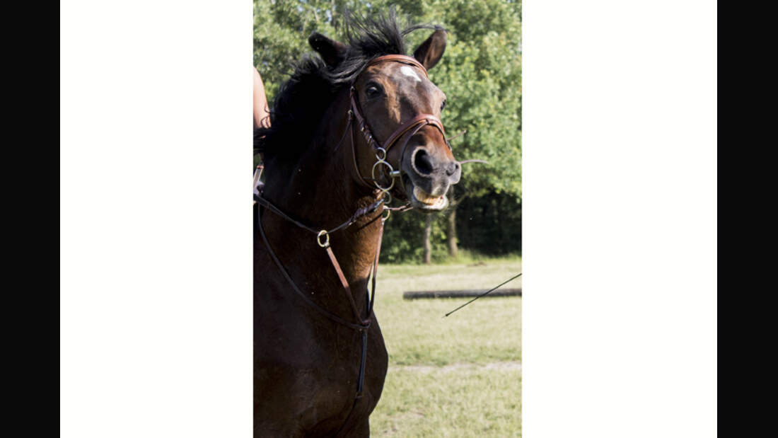 CAV-Senioren-Rentner-Pferdesenioren-alte-Pferde-Coco-Meiller