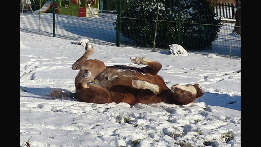 CAV-Senioren-Rentner-Pferdesenioren-alte-Pferde-Conny-Schuler